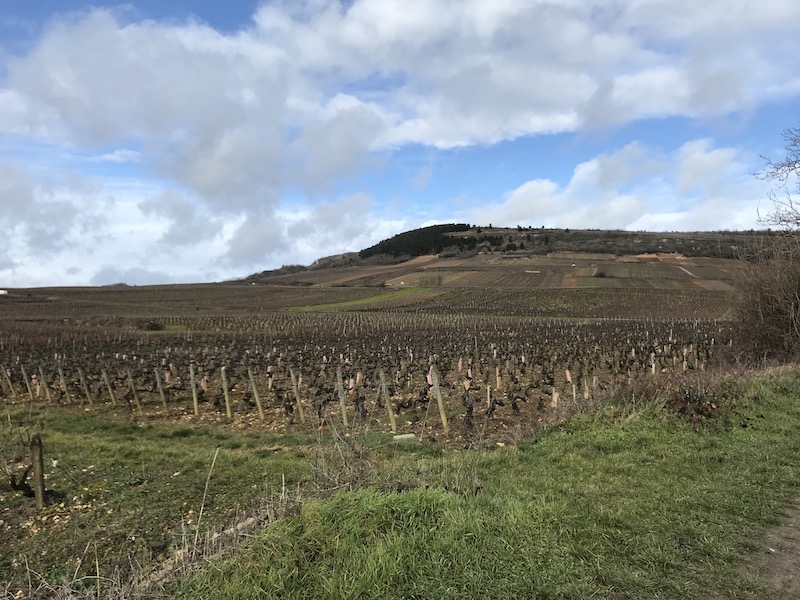 Smukker vinmarker i Maranges Bourgogne