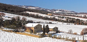 Palazzo og deres vingård