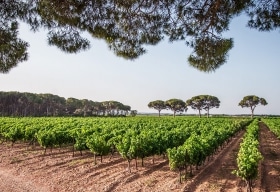 Costieres de Nimes Appellationen