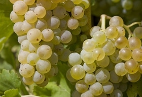 Grenache Blanc