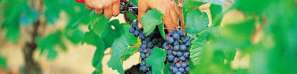 Høstfest hos Pinochar Wine