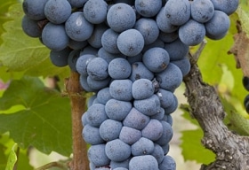 Mourvedre