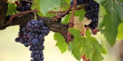 Læs om druer til vinproduktion hos Pinochar Wine